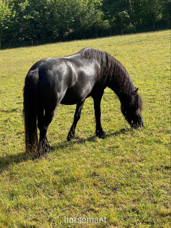 "Ebony " Black Mare Mountain & Moorland Pony