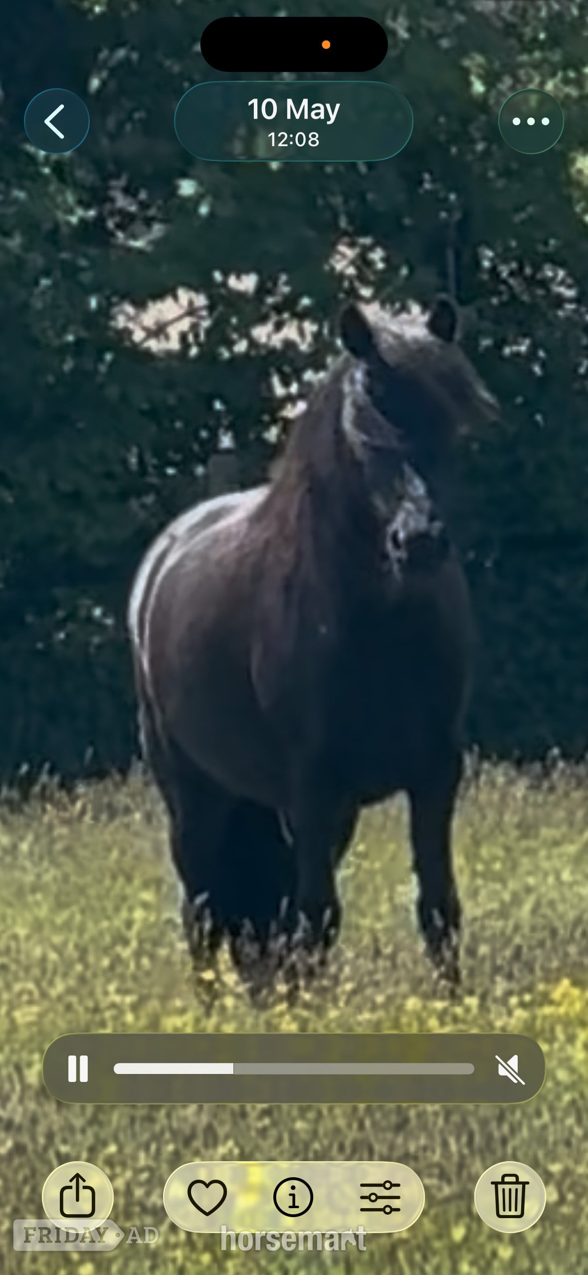"Ebony " Black Mare Mountain & Moorland Pony