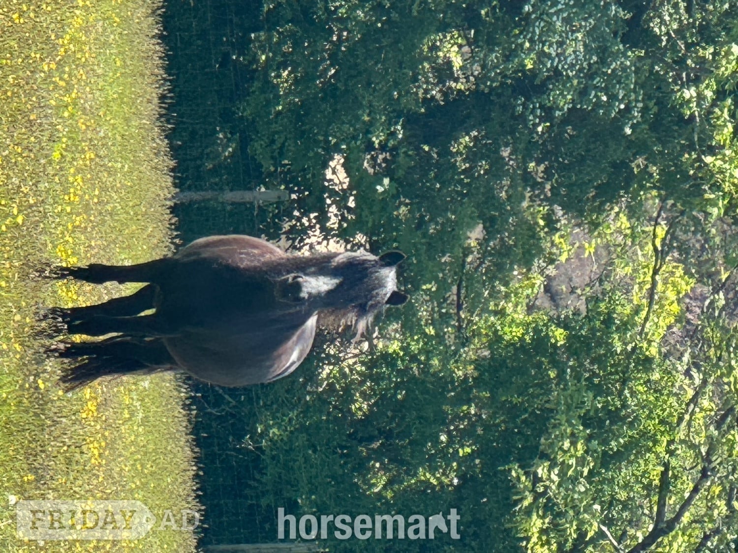 Redruth "Ebony " Black Mare Mountain & Moorland Pony