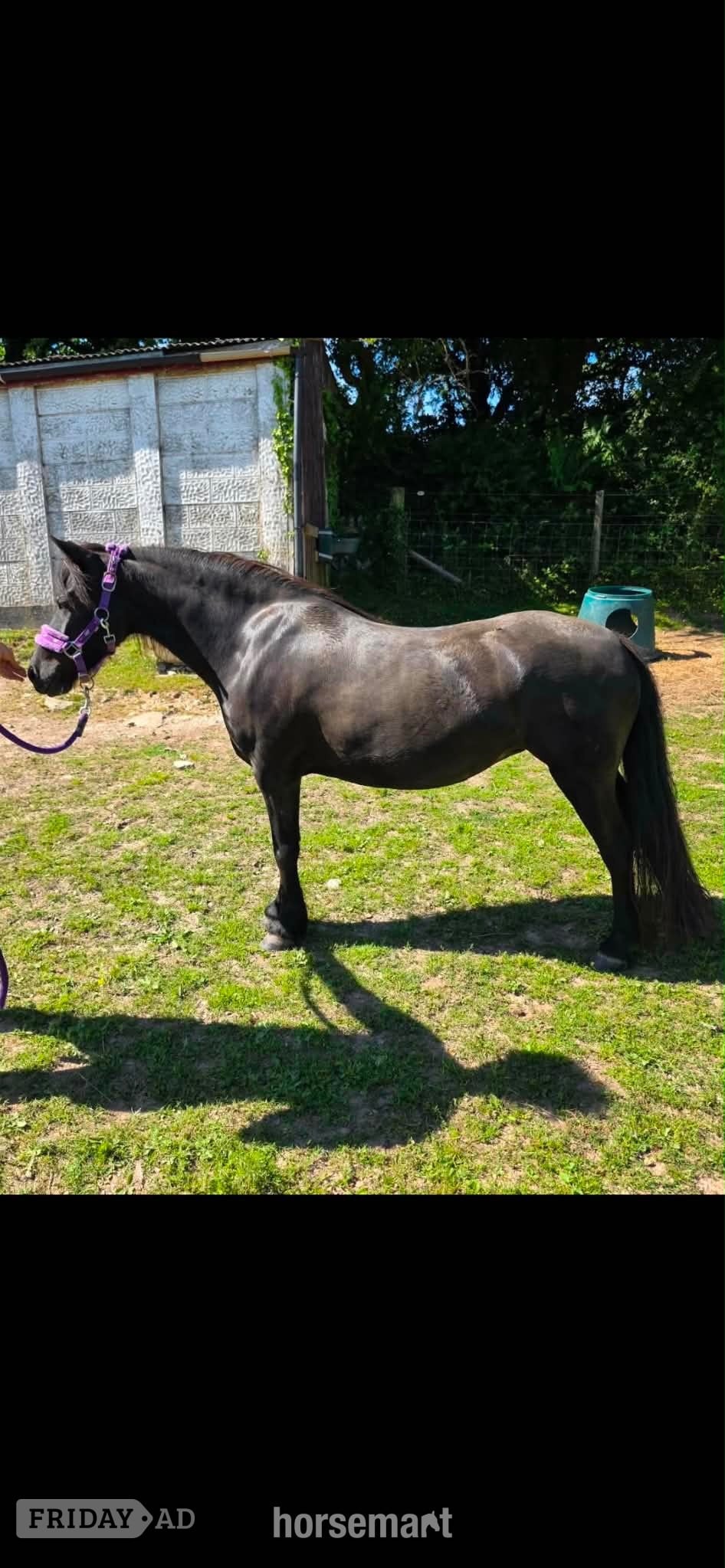 "Ebony " Black Mare Mountain & Moorland Pony - Horses