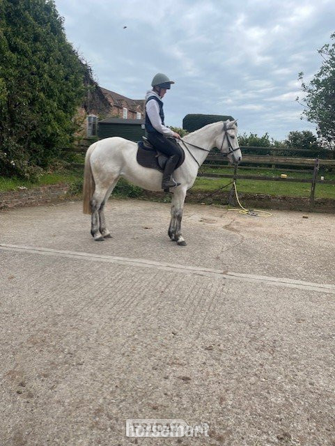 "Tra Bhain Dainty" Grey Mare All Rounder in Thirsk