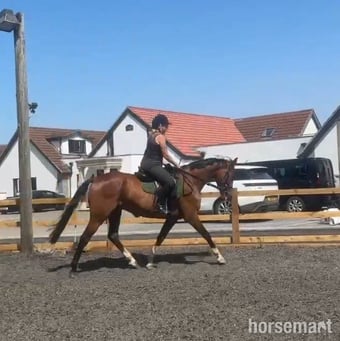 "MAYFLY" Bay Gelding All Rounder