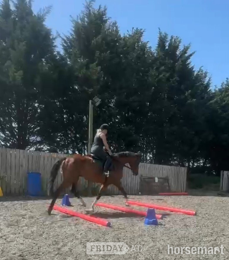 "MAYFLY" Bay Gelding All Rounder