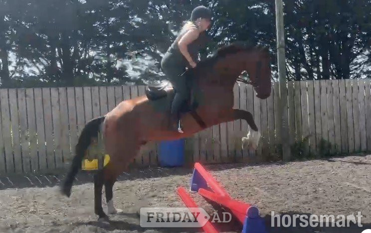 Hull "MAYFLY" Bay Gelding All Rounder