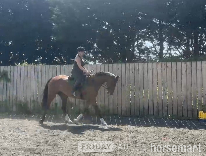 "MAYFLY" Bay Gelding All Rounder -  in Hull