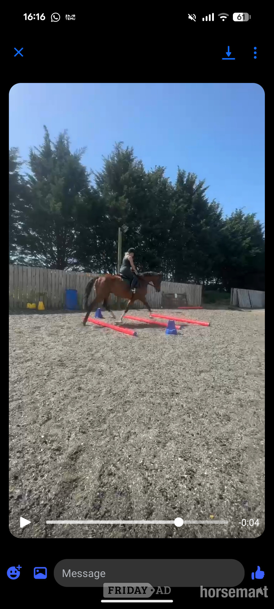 "MAYFLY" Bay Gelding All Rounder - 