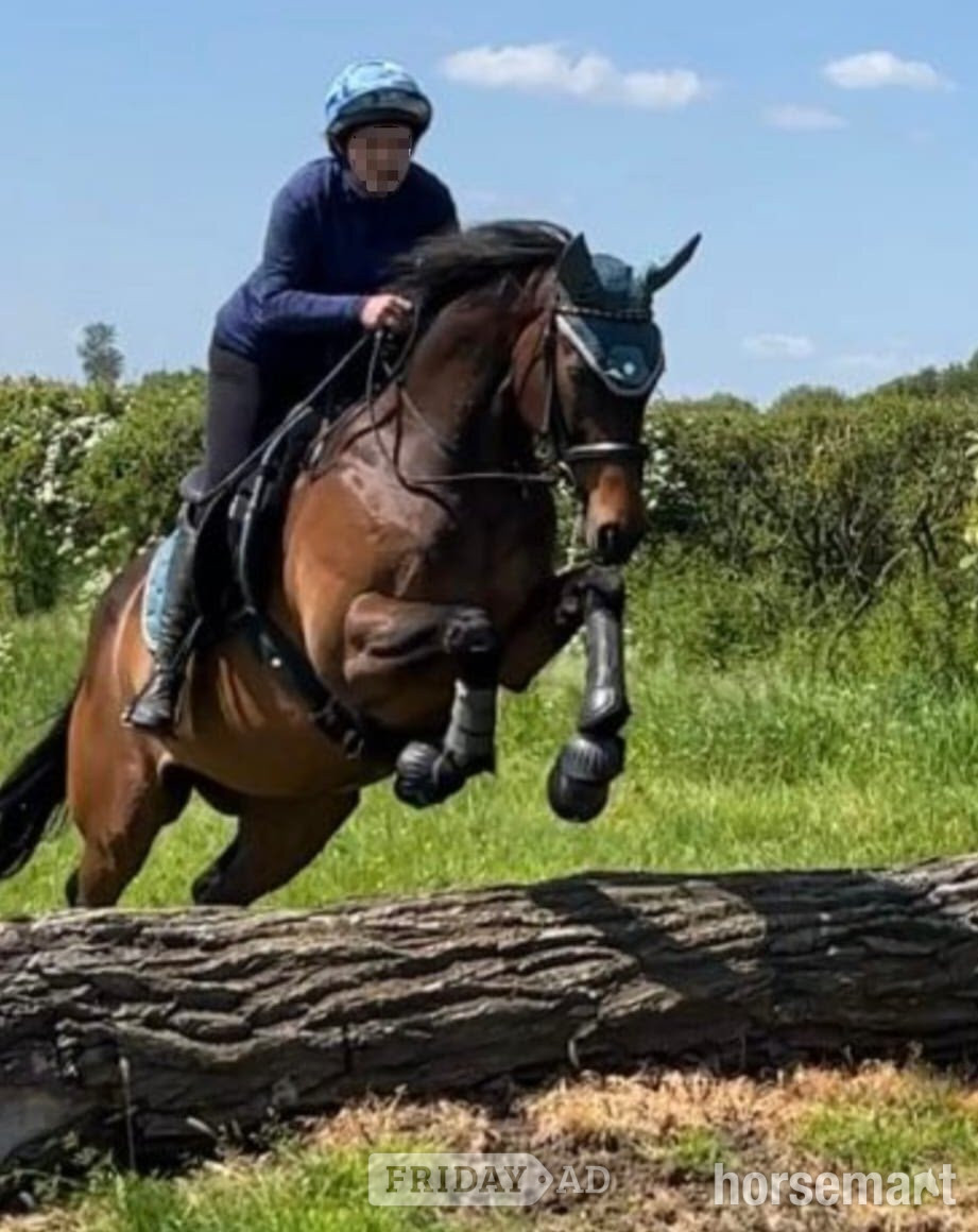 "Teddy" Dark Bay Gelding Ex Racehorse in Towcester