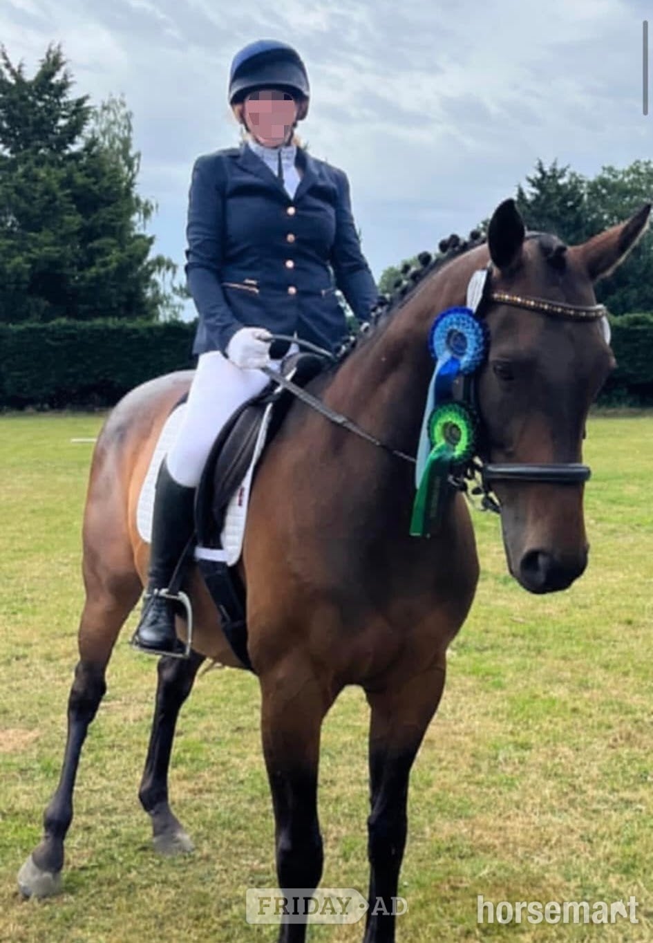 "Teddy" Dark Bay Gelding Ex Racehorse