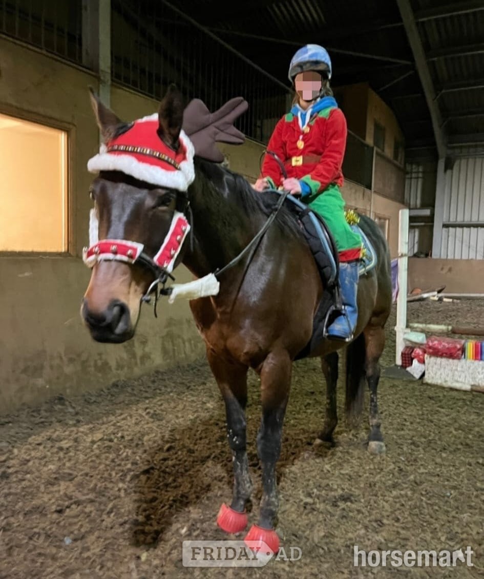 Towcester "Teddy" Dark Bay Gelding Ex Racehorse