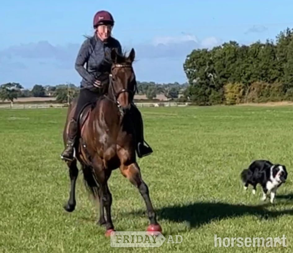"Teddy" Dark Bay Gelding Ex Racehorse - Horses in Towcester