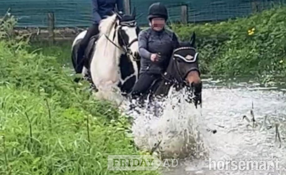 "Teddy" Dark Bay Gelding Ex Racehorse - Horses
