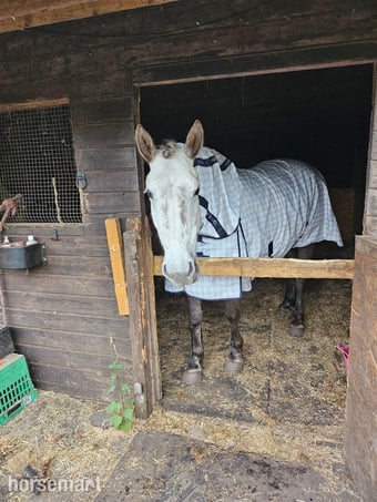"Peanns Hannah perfection" Dapple Grey Mare Cob/Heavy Horse