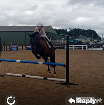 "Blackie" Black Mare All Rounder