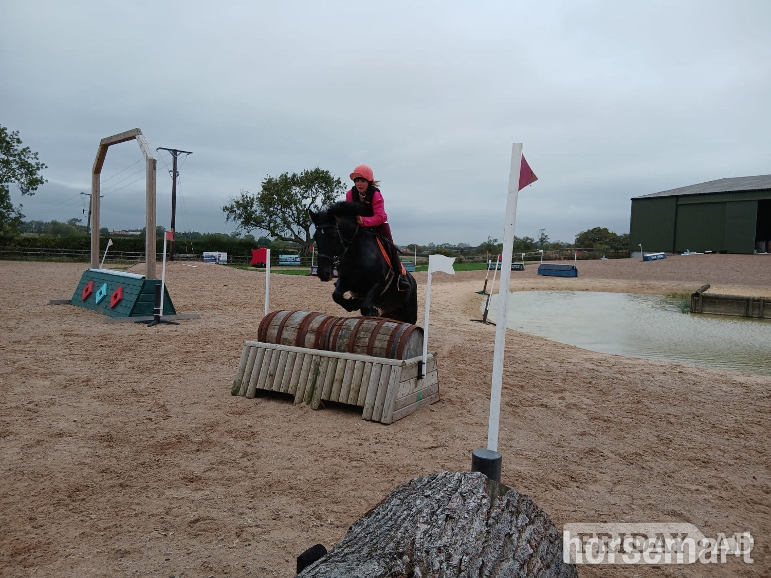 "Blackie" Black Mare All Rounder - Horses in Ab Kettleby