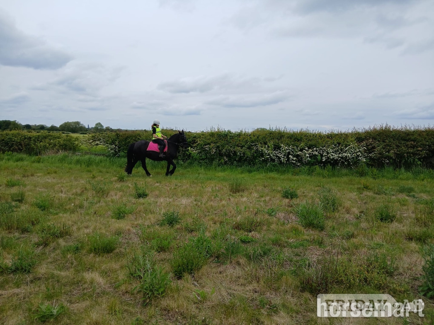 "Blackie" Black Mare All Rounder