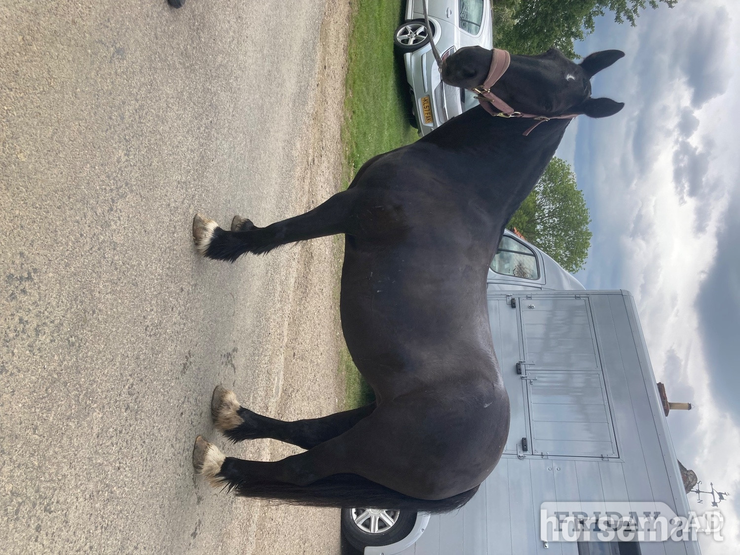 Ab Kettleby "Blackie" Black Mare All Rounder