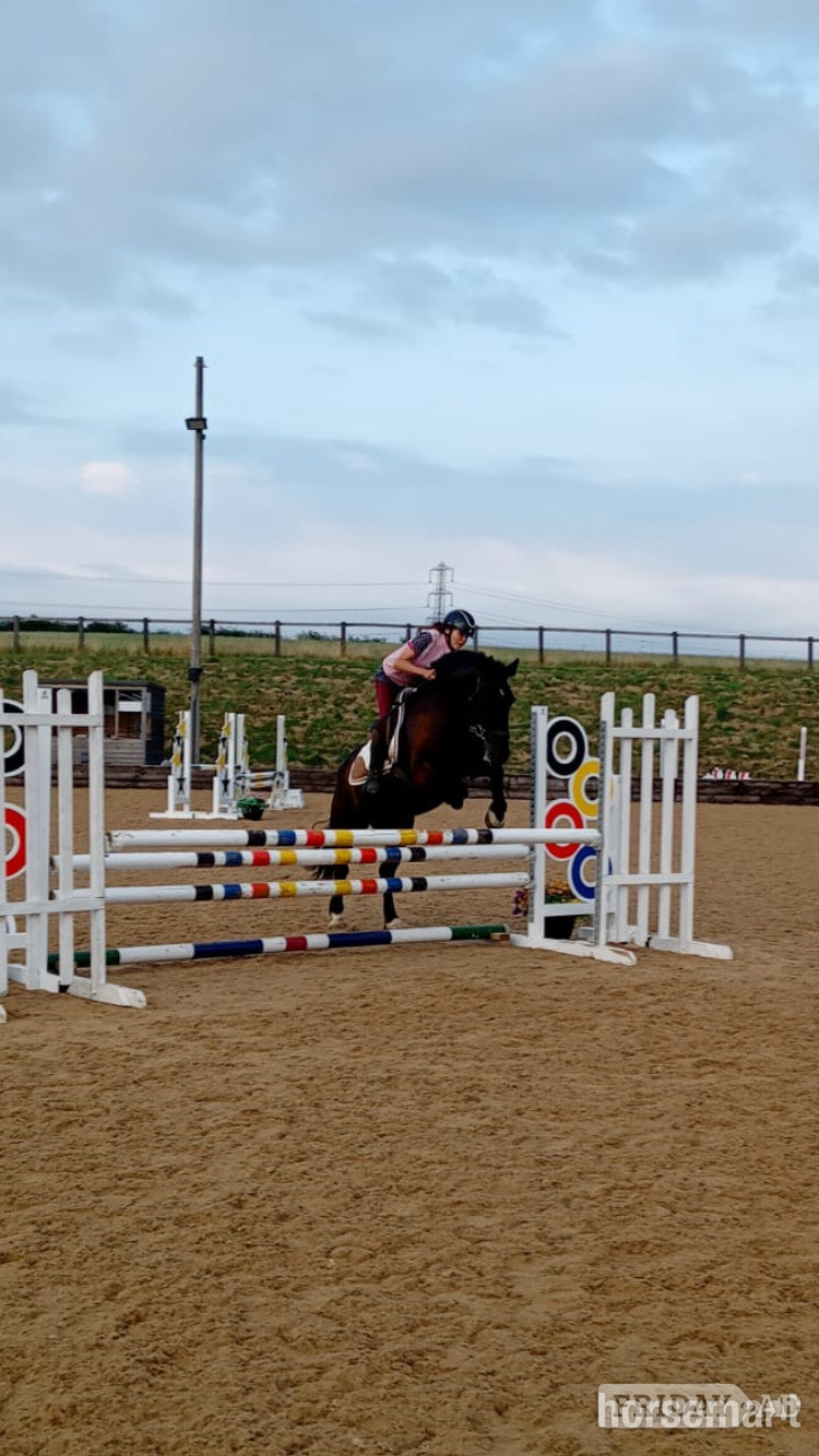 "Blackie" Black Mare All Rounder - Horses
