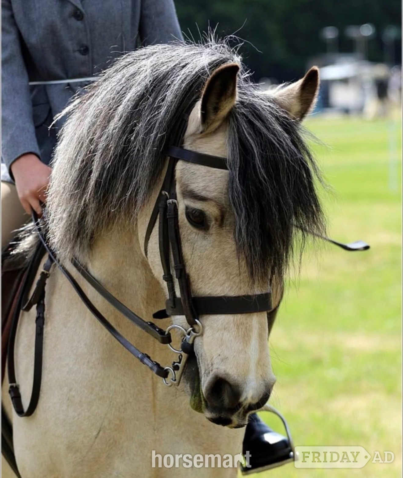 "Rodger " Dun Gelding Family Horse in Lancing