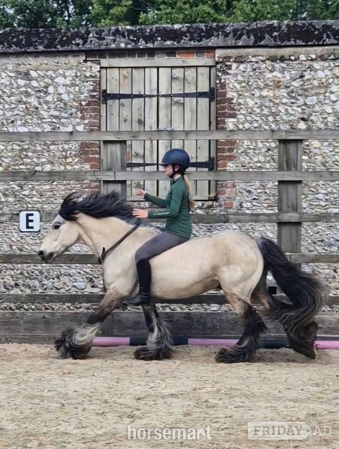 "Rodger " Dun Gelding Family Horse - Horses