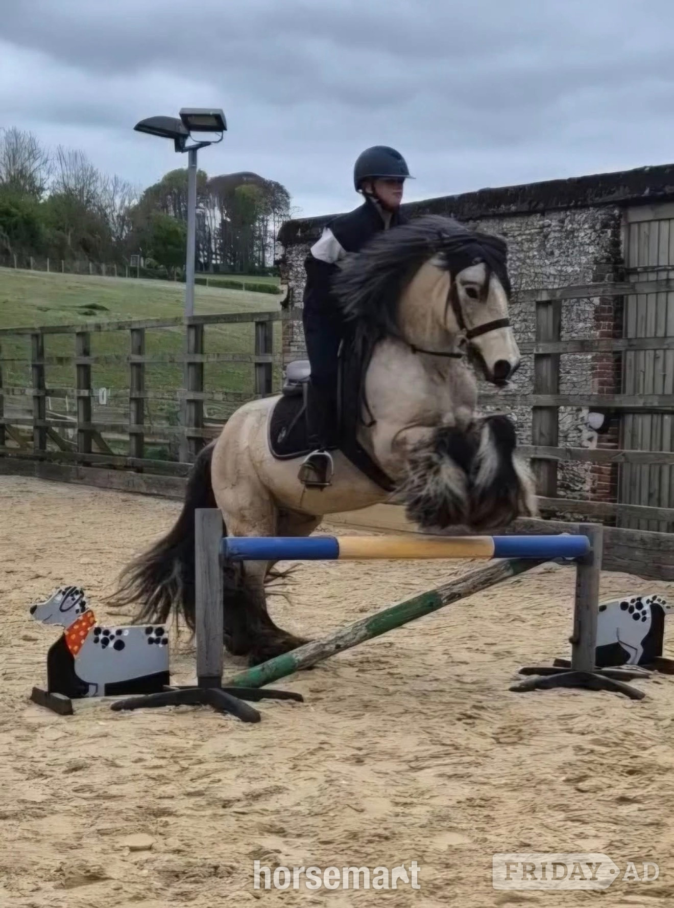 Lancing "Rodger " Dun Gelding Family Horse