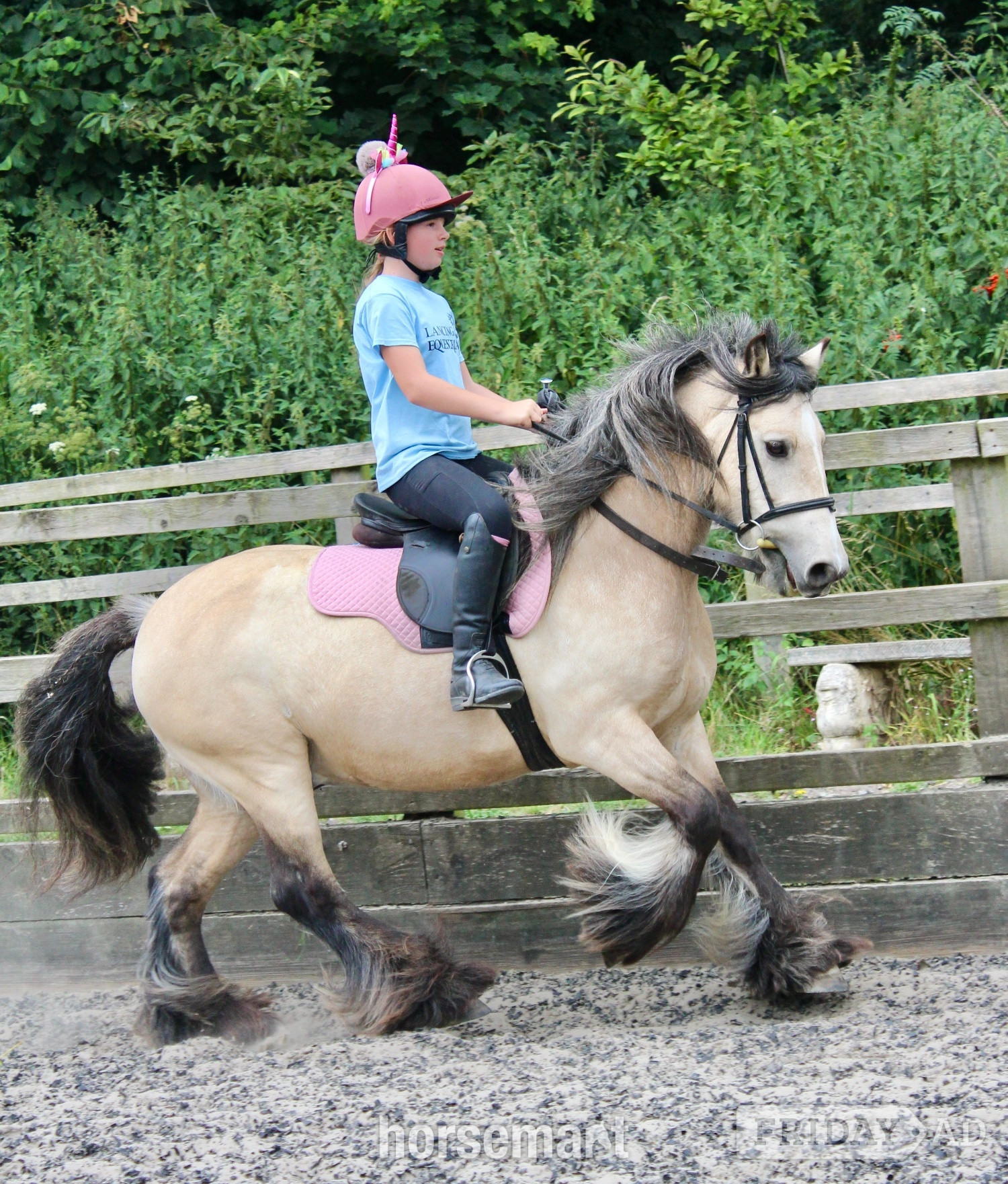 "Rodger " Dun Gelding Family Horse - Horses in Lancing