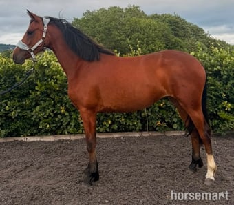 "Benaghrocks Phoenix" Bay Filly Youngstock / Foal