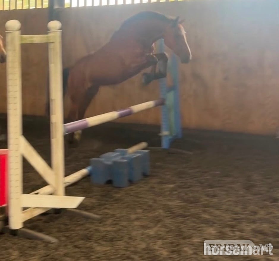 "Benaghrocks Phoenix" Bay Filly Youngstock / Foal - Horses in Bewdley