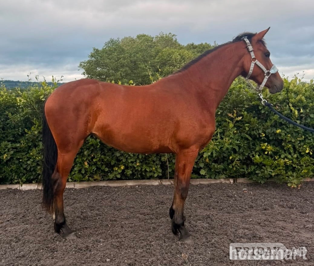 "Benaghrocks Phoenix" Bay Filly Youngstock / Foal