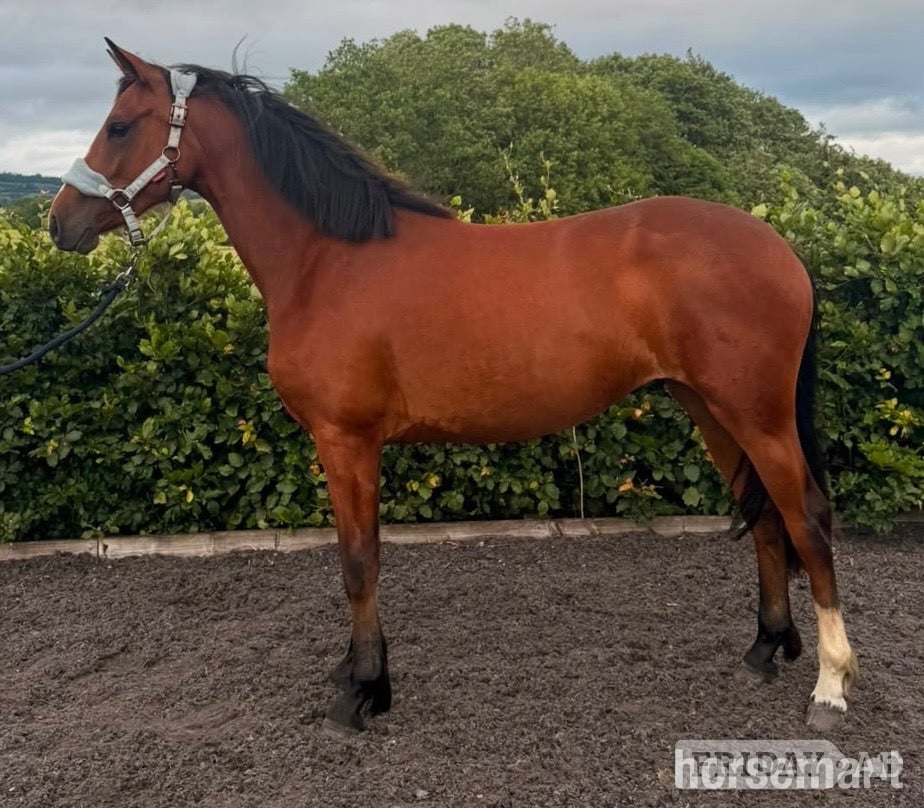 "Benaghrocks Phoenix" Bay Filly Youngstock / Foal in Bewdley