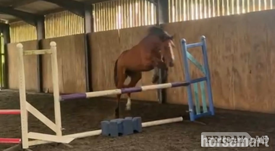 Bewdley "Benaghrocks Phoenix" Bay Filly Youngstock / Foal
