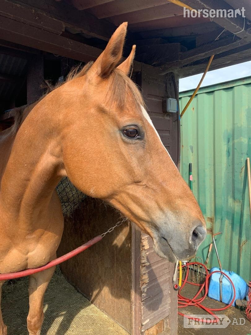 "Scotty" Chestnut Gelding Companion Horse in Cheltenham