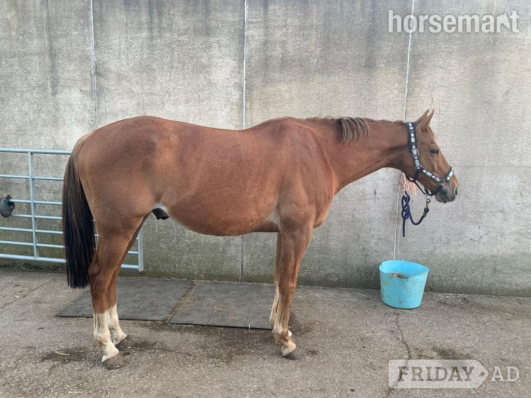 "Scotty" Chestnut Gelding Companion Horse