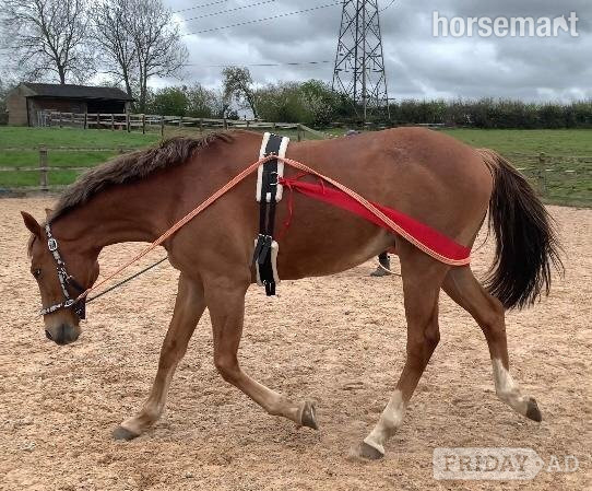 Cheltenham "Scotty" Chestnut Gelding Companion Horse