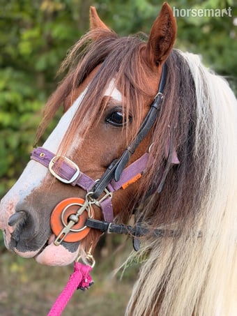 "Cherry " Skewbald Mare Cob/Heavy Horse