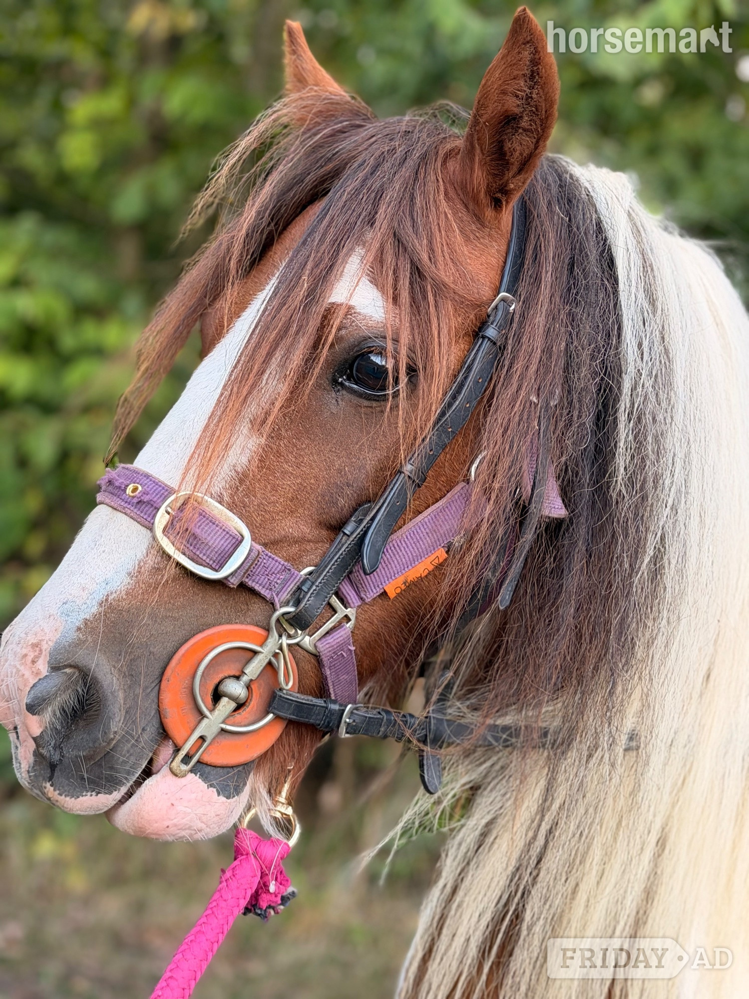 "Cherry " Skewbald Mare Cob/Heavy Horse in Durham