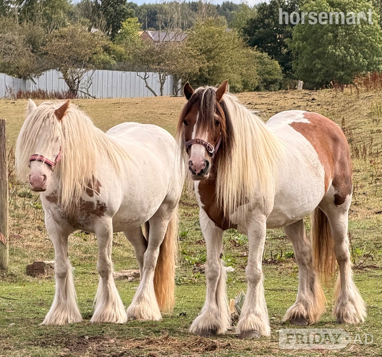 "Cherry " Skewbald Mare Cob/Heavy Horse