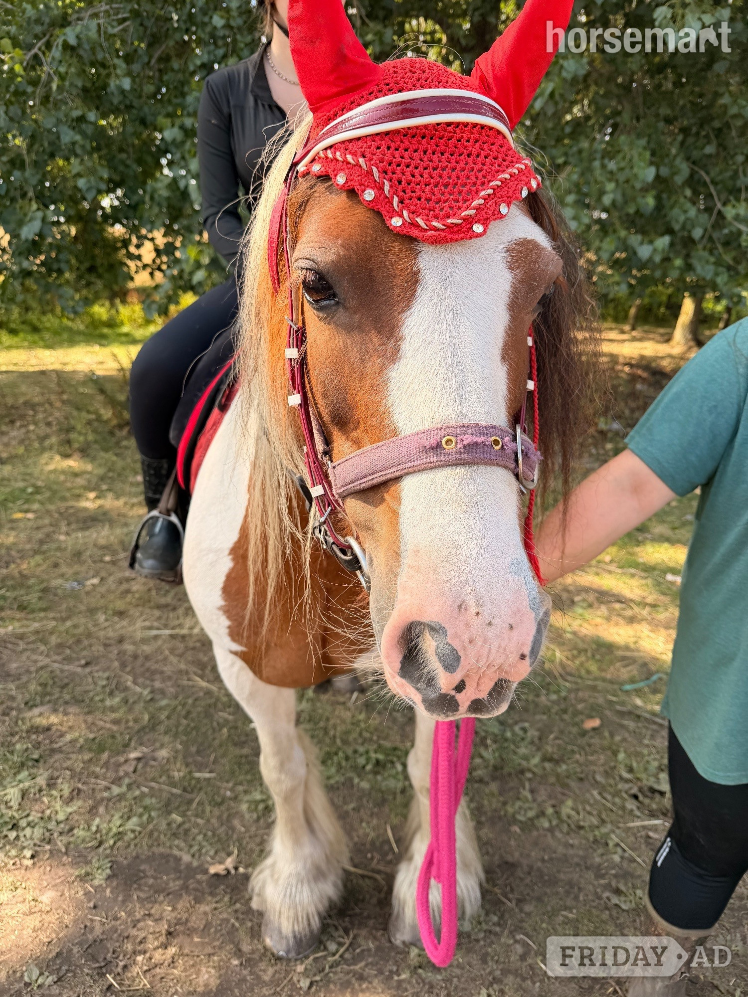 Durham "Cherry " Skewbald Mare Cob/Heavy Horse