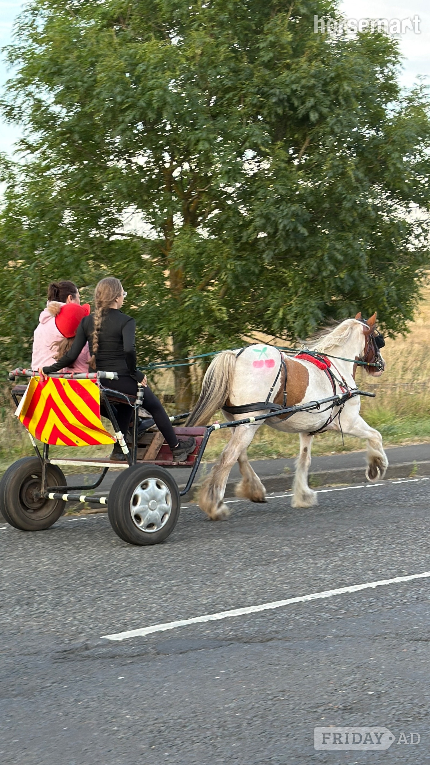 "Cherry " Skewbald Mare Cob/Heavy Horse - Horses in Durham