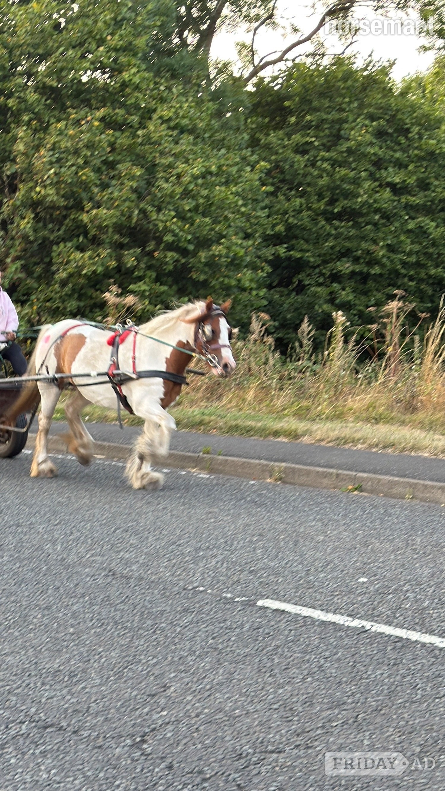 "Cherry " Skewbald Mare Cob/Heavy Horse - Horses