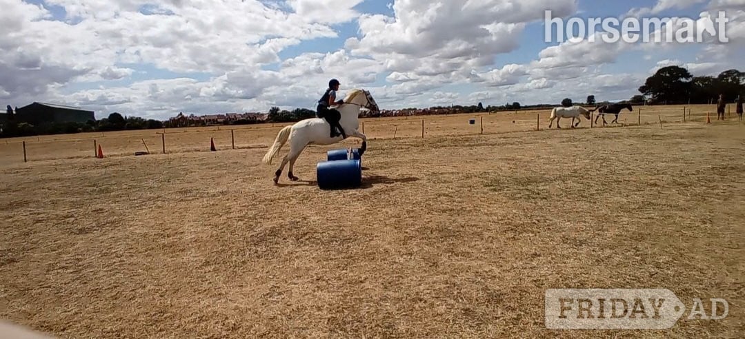 Bedford "Queenie " Grey Mare All Rounder