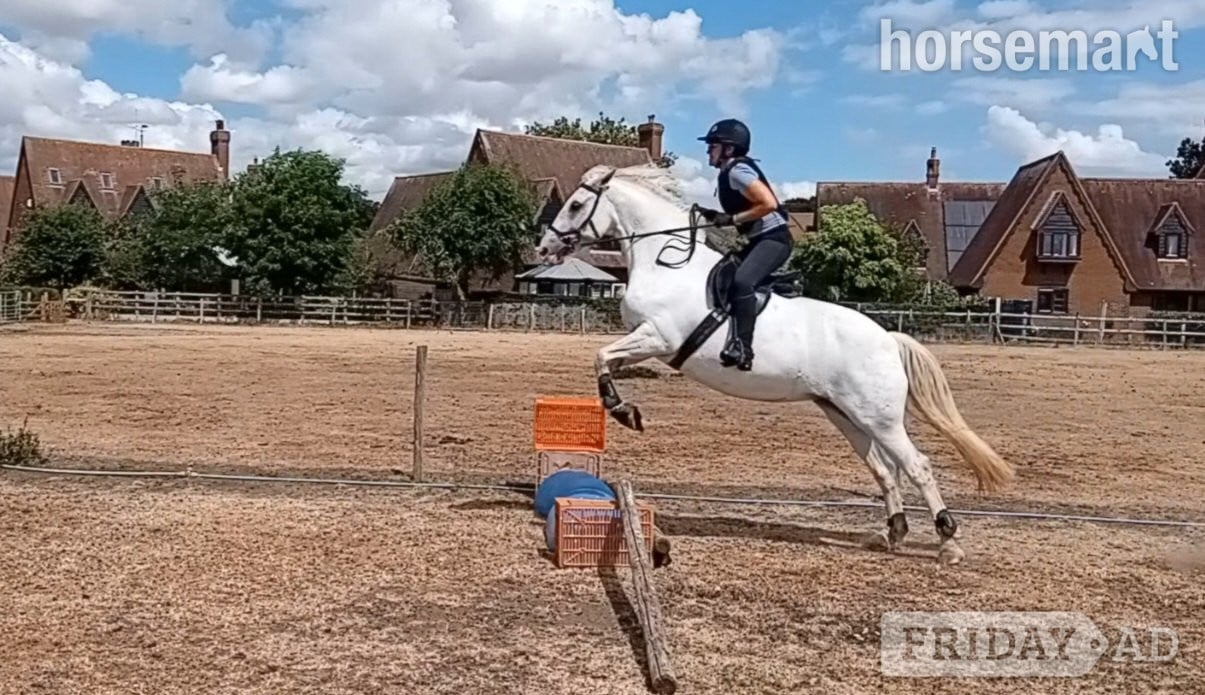 "Queenie " Grey Mare All Rounder - Horses in Bedford