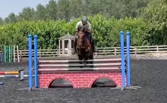 "Bobby" Bay Gelding Eventer