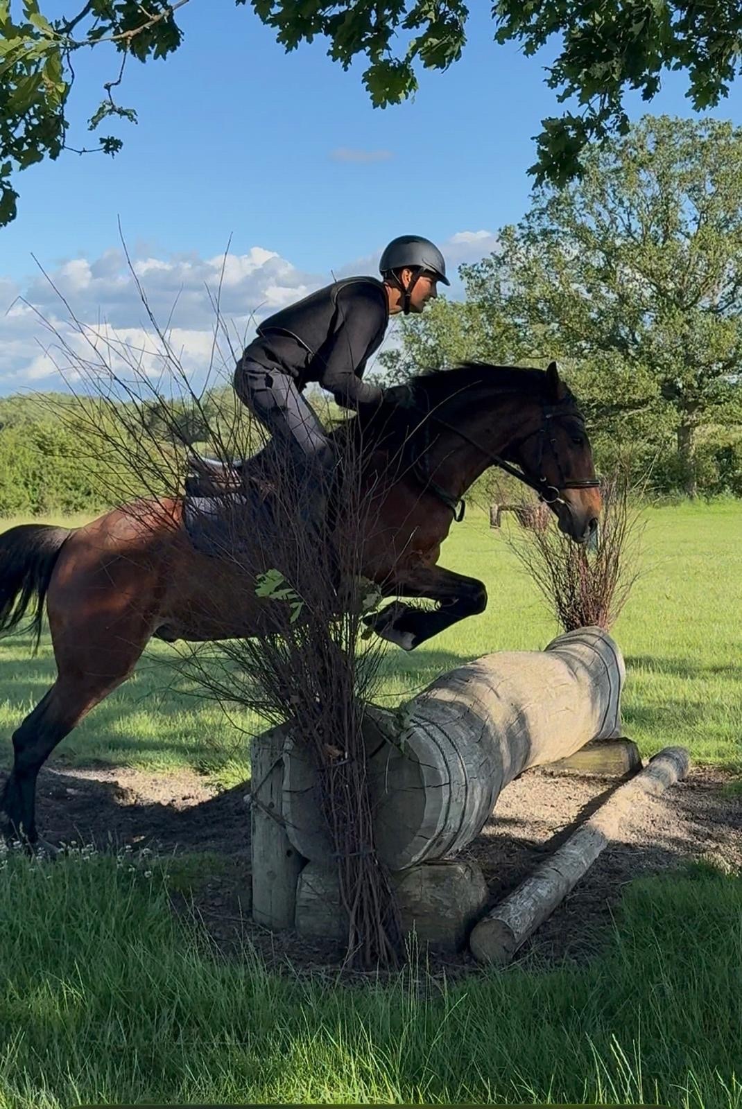 Churchill "Bobby" Bay Gelding Eventer