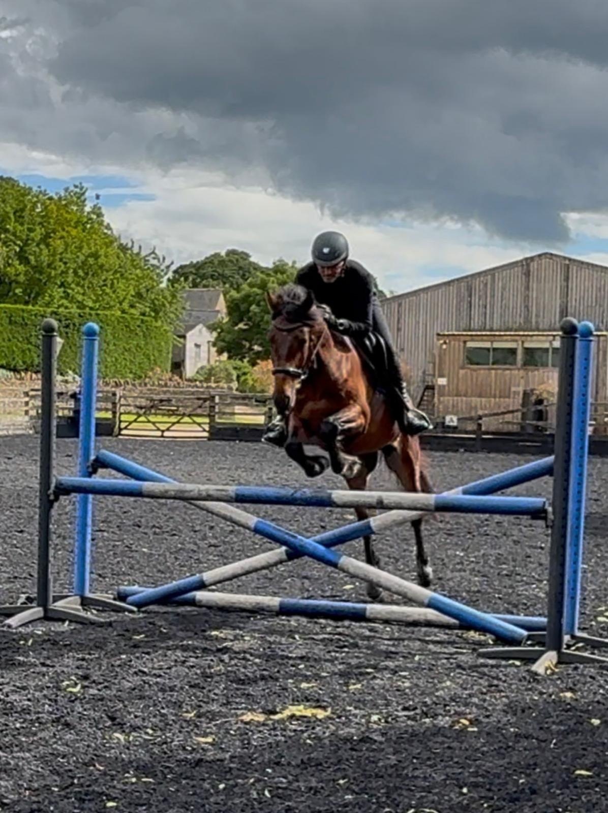 "Bobby" Bay Gelding Eventer - Horses in Churchill