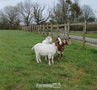 4 Female Boer Goats