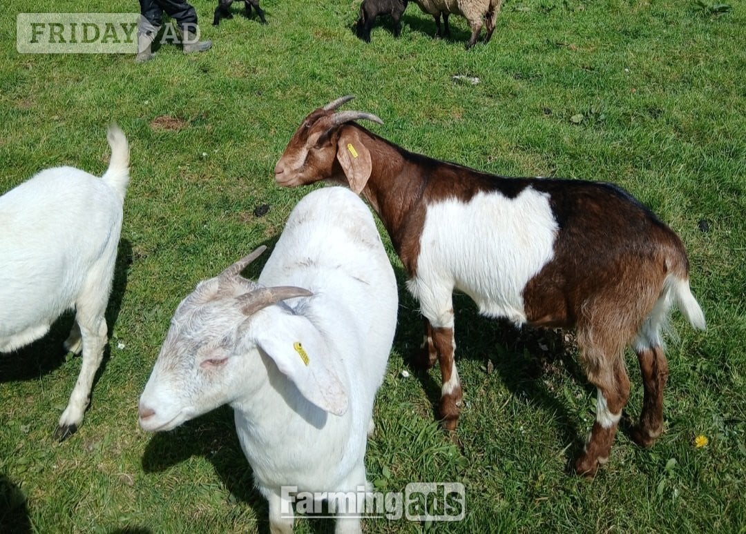 4 Female Boer Goats