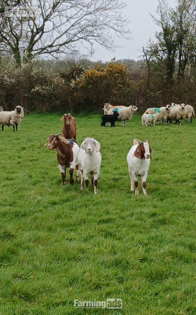 4 Female Boer Goats - Livestock
