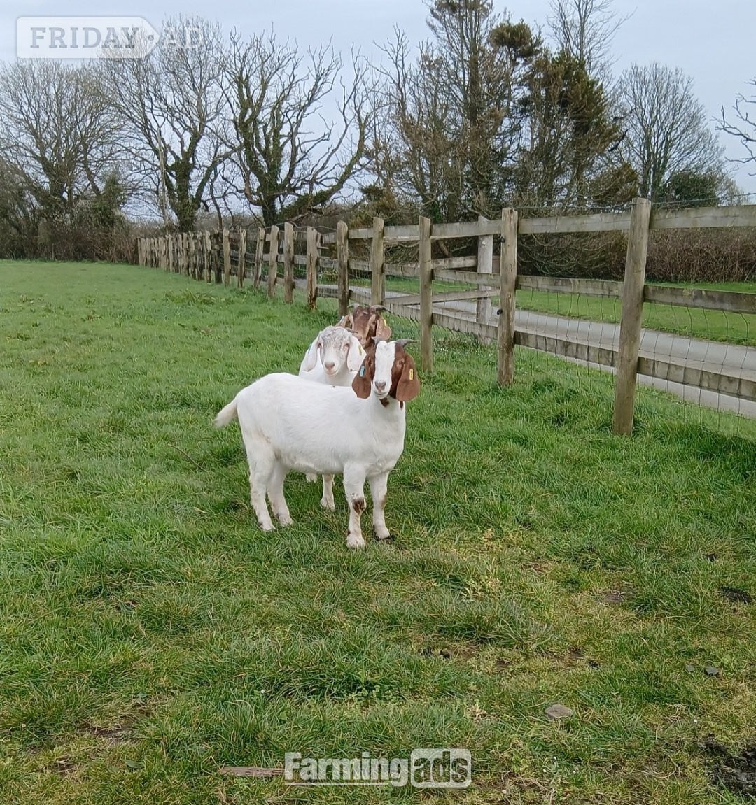 Haverfordwest 4 Female Boer Goats