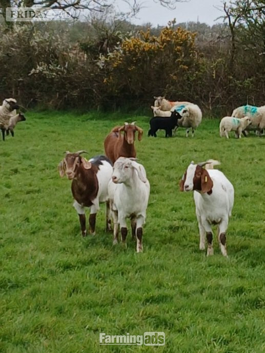 4 Female Boer Goats - Livestock in Haverfordwest