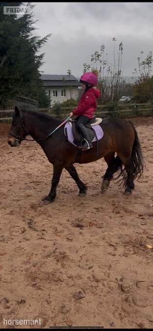 "Betty" Dark Bay Mare All Rounder